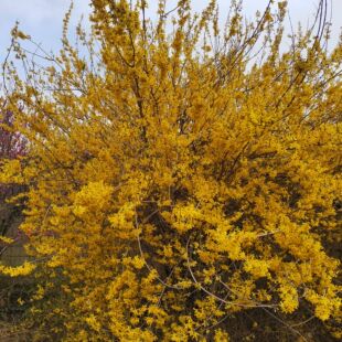 �B�N ӭ���� �I�B���B�NС��  �|���B�N  10-150����