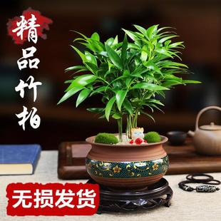 Bamboo and Cypress Potted Plants, Peace Bamboo, Mosquito Repellent Plants, Indoor Plants That Are Easy to Grow in All Seasons, Cold-Resistant Florals, Desktop Air-Purifying Green Plants
