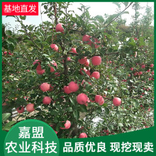 苹果苗果树果苗南方种植 当年结果苹果苗品种多样苹果苗批发