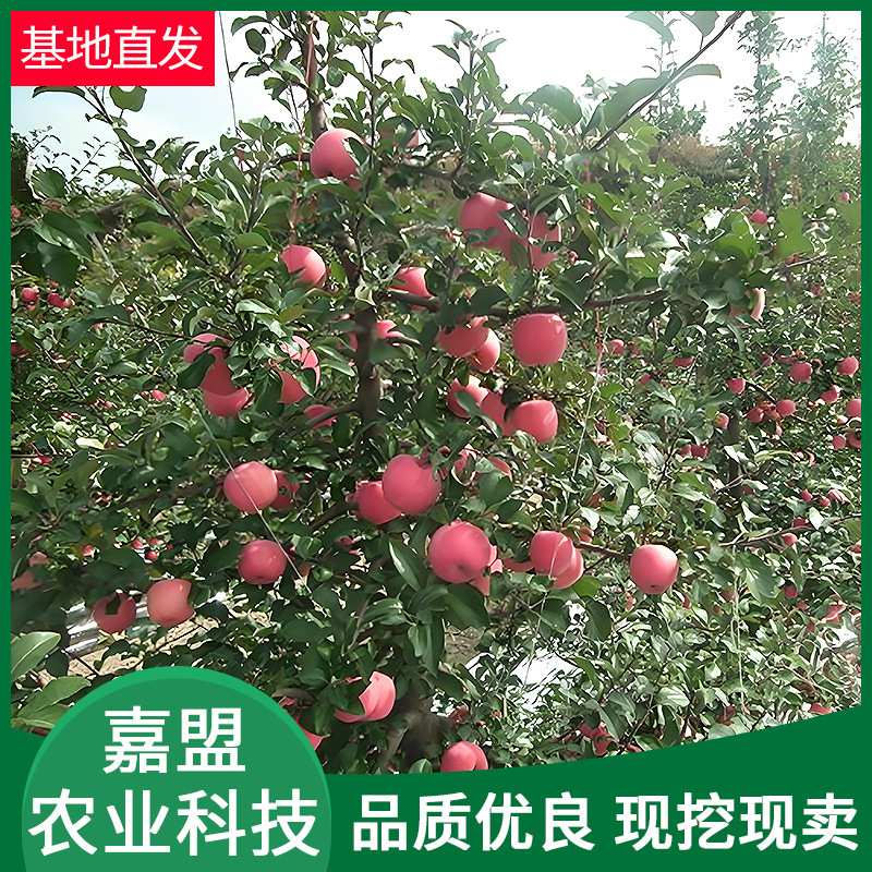 苹果苗果树果苗南方种植 当年结果苹果苗品种多样苹果苗批发