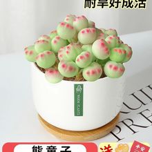 ɽ��õ��M�϶���ֲ���Ӱ�҃��k���Һ��B�̨�����ͺ����Է�ݗ��