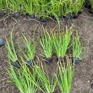 Gold Leaf Calamus Cup Seedling Aquatic Plant Flower Mirror Color