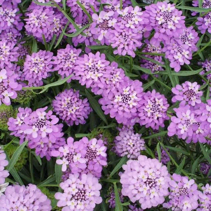 Оптом Улей Семена Цветов Декоративные Buckling Семена Цветов Пейзаж Озеленение Садоводство Цветы Трава Семена Цветов Оптом