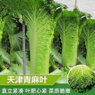 �����~ֱͲ�ΰײ˷N���＾�G�������~��ײ��ļ����߲˷N��
