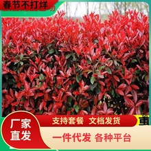 һlt~ʯ~ŮؑͥԺeGhͺֲļ׷N