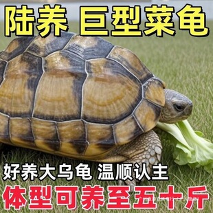 �ش����С��������������˴��͵����¾��͞�������ꑵز�����