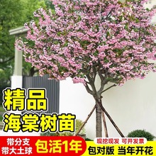 �ش��Ę���ߗU�������z���Ĺ���ͥԺ���Եض༾�_�������L����