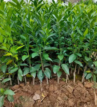 ���@�������N�����Ә������Ե���ͥԺ�ļ��Nֲ����Y������������