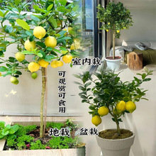 香水柠檬树盆栽带果可食用老桩树苗客厅阳台绿植物四季水果树果苗