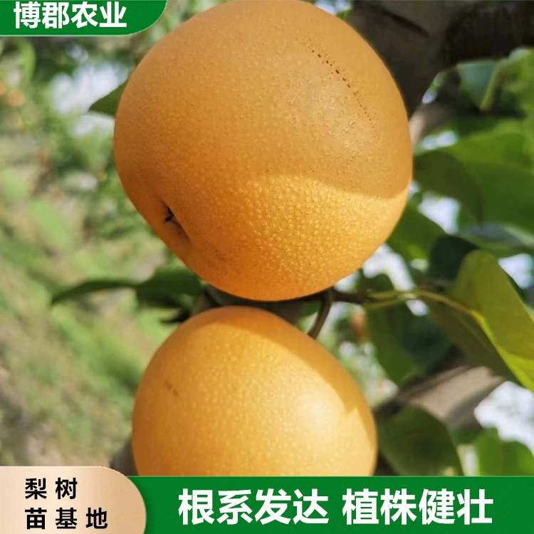 Саженцы грушевидного дерева Qiuyue раннего срока созревания диаметром 1–2cm см, саженцы грушевидного дерева колонного типа позднего срока созревания, высоковысокопродуктивные и простые в уходе.