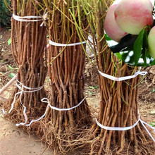 ؑc׻ҹFݰ׻c׻ϰ׻ҹľl