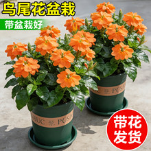 鸟尾花盆栽带花苞室内鲜花植物阳台花卉庭院耐热花苗易活四季好养