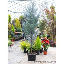 �{�������Դ���ͥԺ���G��ľ�ؘ��ͺ��͟��^�p�{ɫֲ�ﻨ�R