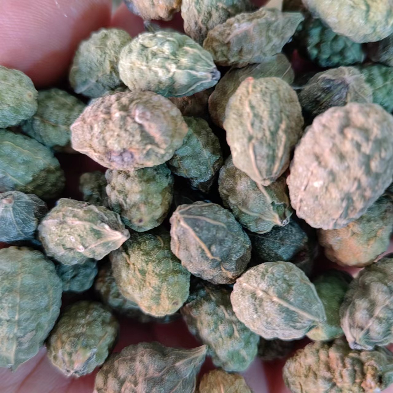 Wild Watermelon Fruit (Capparis spinosa) — Dried TCM Herb, 500g, Powder Available key features