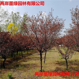 ɽ�|��ľ��������÷�������~÷ 3-6���� �@�־G���t÷����