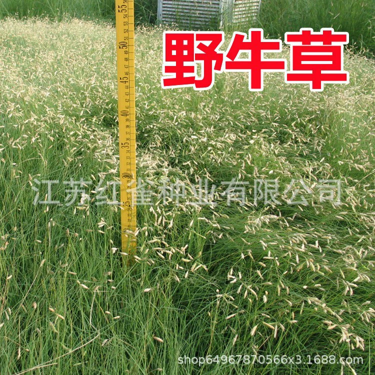 Газон Семена Трав Импортные Зубр Семена Травы Морозостойкие и засухостойкие Специальные скоростные дороги для защиты склонов аэропорта и почв-фиксации Семена травы