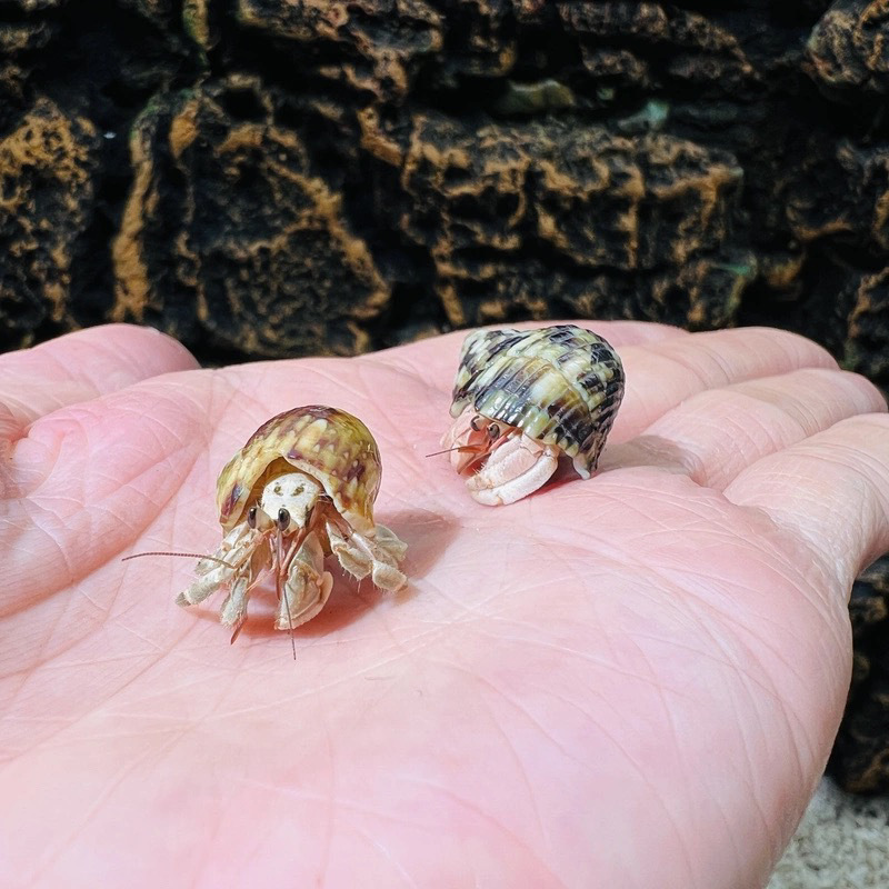 陸生ヤドカリ 初心者向けペット 生物 淡水 デスクトップ パープル ランド グレー ホワイト ダークパープル 観賞用カニ 怠惰なペット|undefined