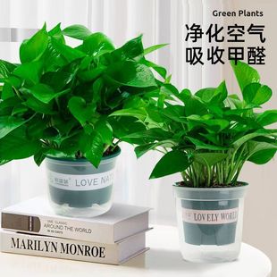 �G�}�����҃�ֲ�ﻨ���k���ҿ͏d����ȩ�Gֲˮ���L�ٴ������~�G�j