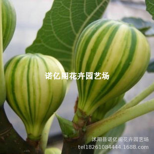 �ش�o�������粼�m��˟o���������Ե����ϱ����Nֲ�ͺ�����Y��