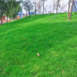 种子;草种子;草坪