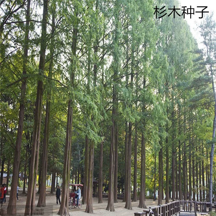 Быстро растущие семена куннингамии ланцеолата Abies Picea lanceolata Silver Cedar Tree Семена