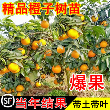 һ�����l�M�ϳ��Ә������Ԃ���Ě�ȹ���޽�ɰ���ٹ��箔��Y����