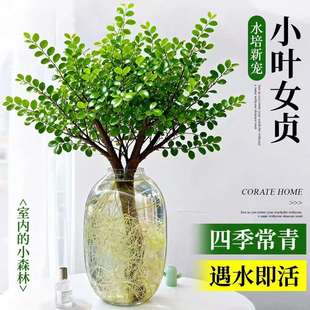 ë�~����С�~Ůؑ�r��֦ˮ��l����������[�����B�oɭϵ�҃ȾGֲ