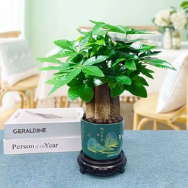 盆栽;种子;园林果树