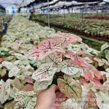 ���~���ݮ֮�����󱱚W�L���ԾW�t���Bֲ���^�~ins�������lֱ��