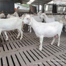 放养白山羊 白山羊价格 美国大白山羊 代孕大白羊饲养管理方法