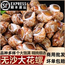 大号花螺商用冷冻海螺冷冻水产短尾花螺捞汁小香螺海鲜顺丰包邮