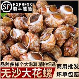 大号花螺商用冷冻海螺冷冻水产短尾花螺捞汁小香螺海鲜顺丰包邮