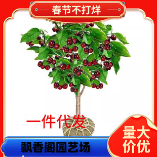 ���Ϲ�����ľ�Ϸ��޽�܇���Ә��� ������������� ������������