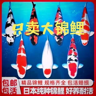 ���N���\���������ﳬ�����^�p�~��ˮ��ˮ��ؔ����Ѫ�y���P���~��