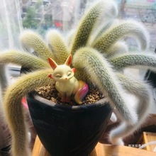 ���l�Lë��β������ֲ���������β���k���Ҕ[����β���̨����ͥ