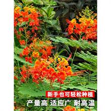 ����P�N�ӽ��P���N��͐�����S�t�����S���P͐�s�ļ����N���N����