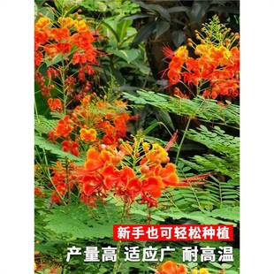 ����P�N�ӽ��P���N��͐�����S�t�����S���P͐�s�ļ����N���N����