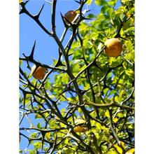 铁篱笆刺树种子枸橘树苗籽大叶砧木树苗小苗用种籽带刺栅栏种43