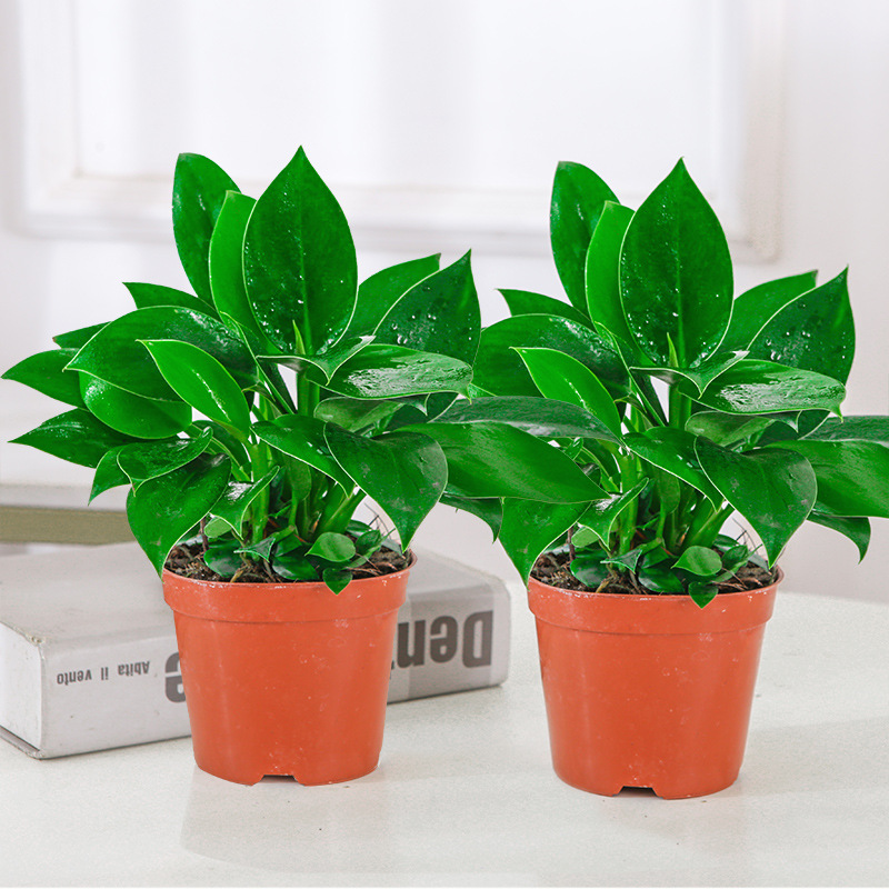 [화분 2개 특가] 골든다이아몬드 25cm 3그루(오리지널 흙화분) + 영양액