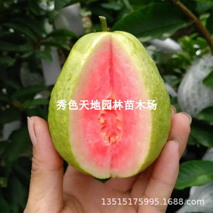 ̨����ʯ��������t�����ϰŘ����ļ��޽ӹ������Ϸ��Nֲ����Y��