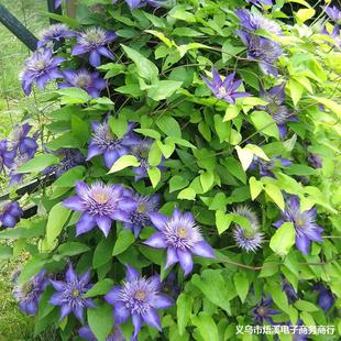 �F��ɏ�N�����Ի��ܾGֲ�F��ɏ�����ذ��̨�ļ�ͥԺ��Ԯ����ֲ��