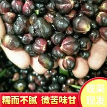 新鲜百合籽湖南龙山食用百合子熬粥种植百合种球包邮