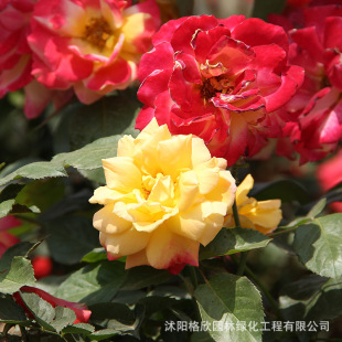 �䘶�¼��������l�@���^�p����¼��辰�ߗU�¼��ΗU�¼������_��