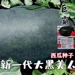 �����쿹��������������ѡ�����������ϷN�������ˮ�����ϷN��