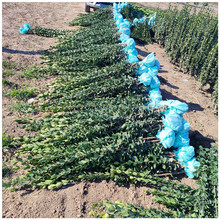 С^Gֲ ļGh ϱNֲ Sl