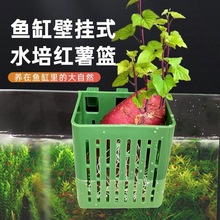 鱼缸水培定植篮鱼缸家用水草种植壁挂水植物定植篮鱼缸绿萝水养