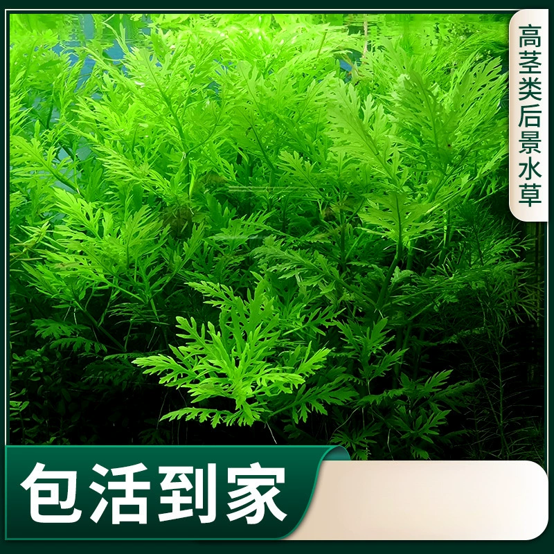 Водные растения для ландшафтного дизайна аквариума, подходящие для ленивых садоводов, включая кислородные растения для средней и задней части аквариума, растения для пресноводного выращивания.