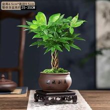 招财发财树植物辫子绿植办公室内桌面盆栽四季常青易活