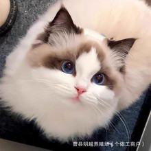 布偶猫幼猫活体纯种猫咪活物海双蓝双赛级布偶猫新脸版双血布偶猫