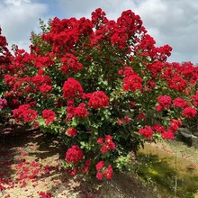�t�����ޱ����t��ޱ��������ޱ����绨��ͥԺֲ��@�־G����ľ